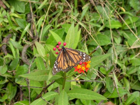 Butterfly 1