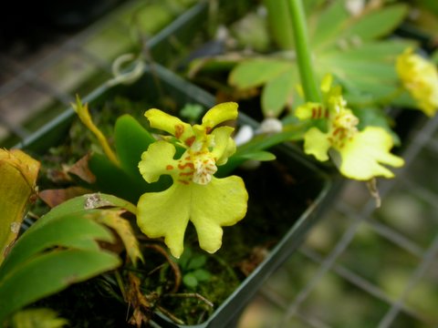 orchid 7