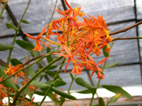 orchid 6