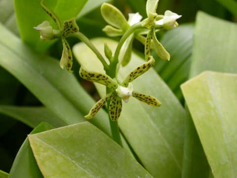 orchid 5