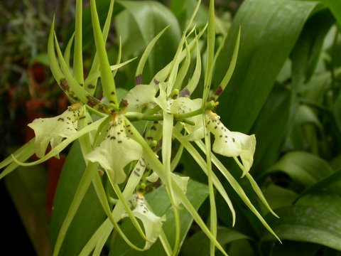 orchid 4