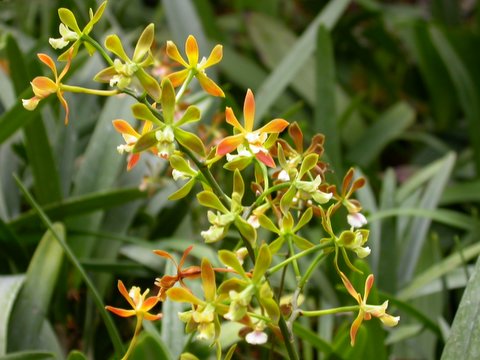 orchid 2