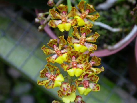 orchid 1