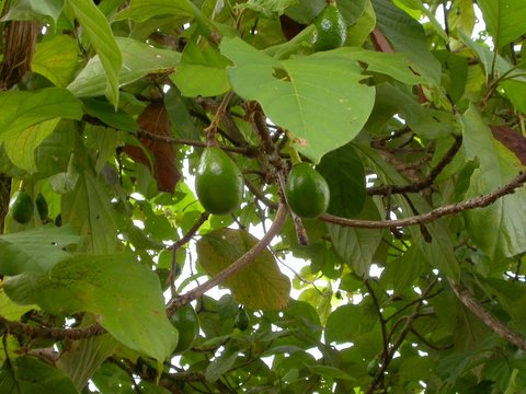 avocado