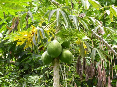 papaya
