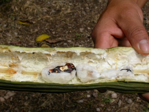 inside of Ice Cream Bean