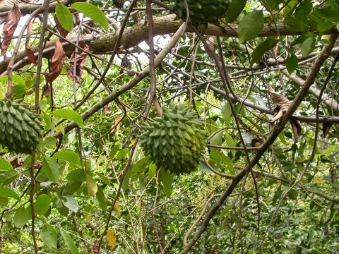 Annona