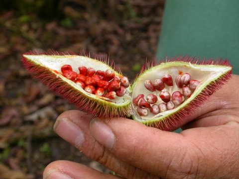 inside of the red fruit