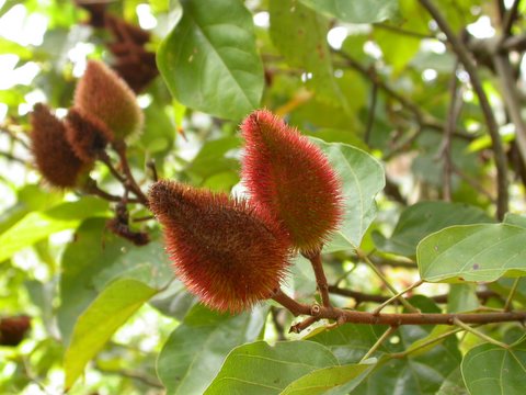 red fruit 