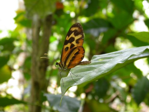 a butterfly on the coffee tree
