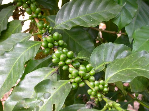 coffee