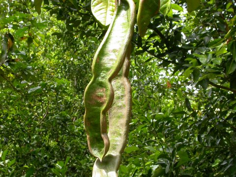 Pacae