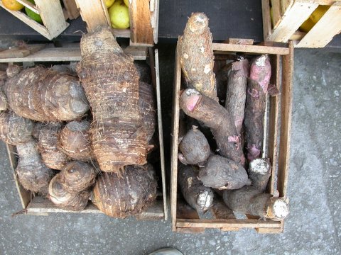 cassava roots