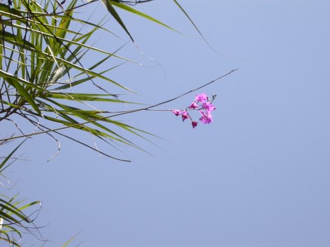 Bletia catenulata