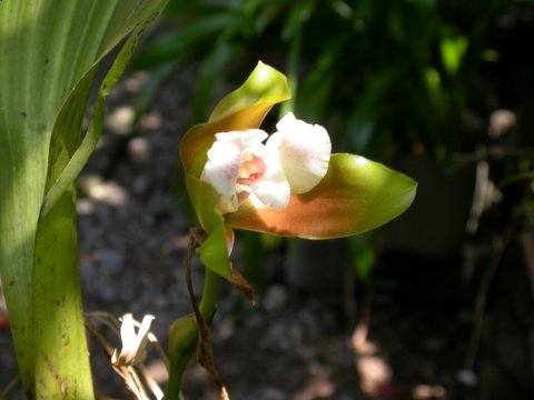 Lycaste　macrophylla