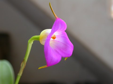 Masdevallia uniflora