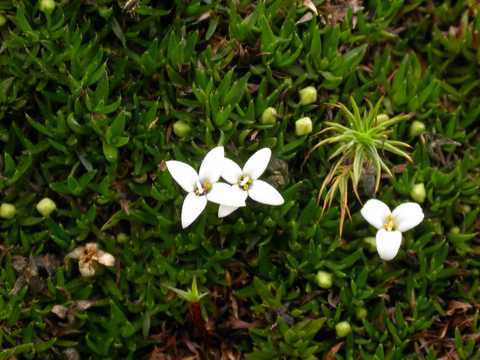 white flower