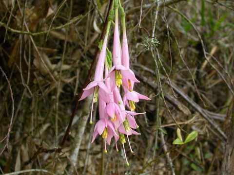 Fucshia sp.