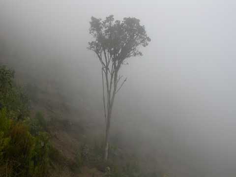 cloud forest 2