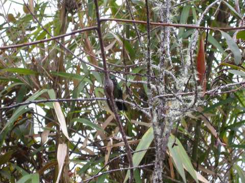 Hummingbird