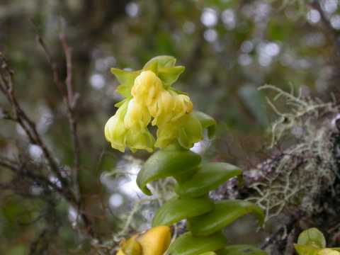 Epidendrum sp.