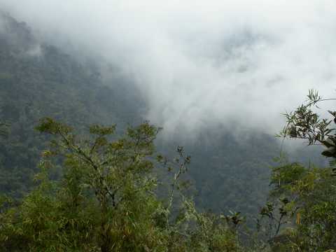cloud forest 1