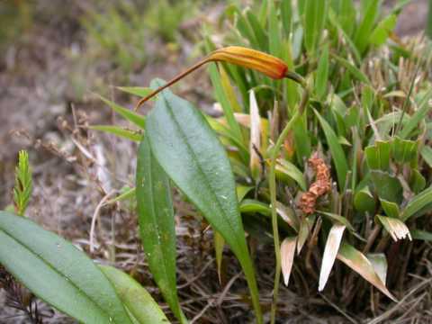 Masdevallia eumelia