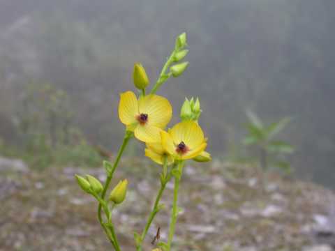 Telipogon sp.