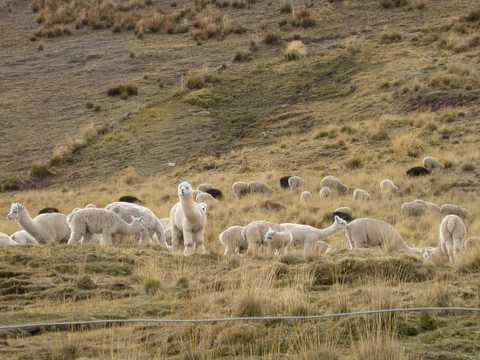 Lama pacos