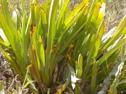 Maxillaria sp.