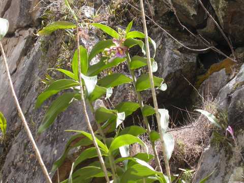 Sobralia dichotoma 1