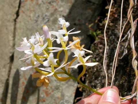 Epidendrum secundum alba