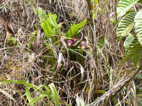 Lycaste sp.