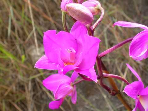 Bletia catenulata 2