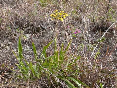 Oncidium sp.