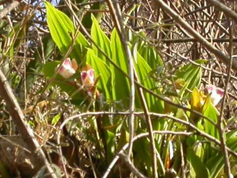 Lycaste sp.