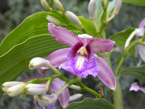 Sobralia dichotoma 2