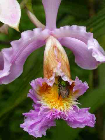 Sobralia dichotoma