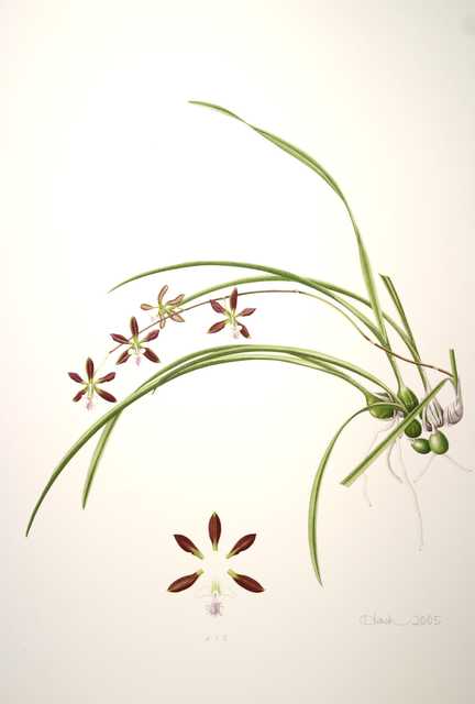 Encyclia dickinsoniana