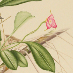 Masdevallia uniflora