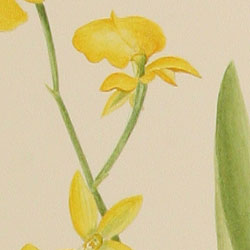 Cyrtochilum aureum (Oncidium aureum)