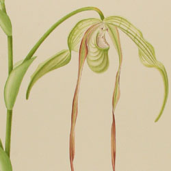 Phragmipedium caudatum