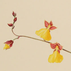 Cyrtochilum aureum (Odontoglossum bicolor)